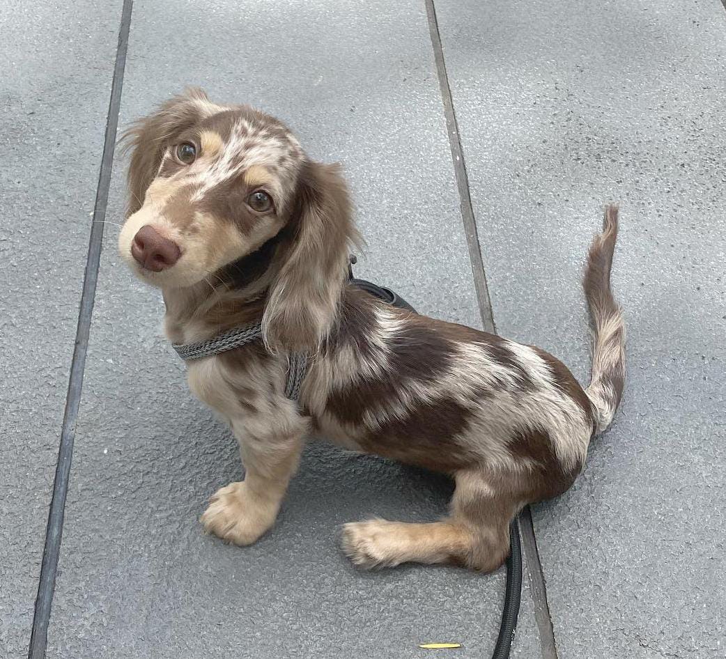 WhatsApp Image 2024-03-25 at 5.52.57 PM (1)